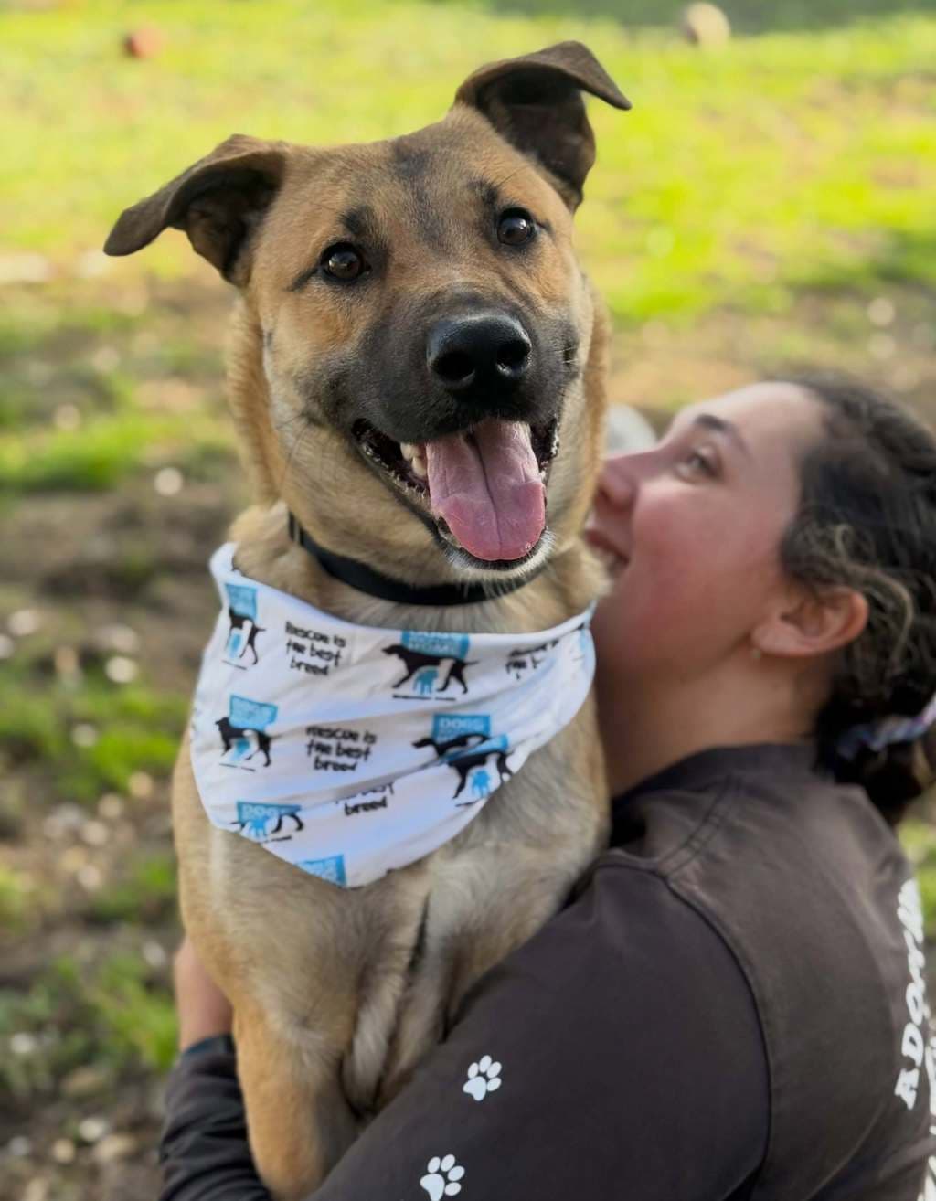 Nikos (now Ares) - Belgian Malinois available for adoption at Dogs' Refuge Home in Perth