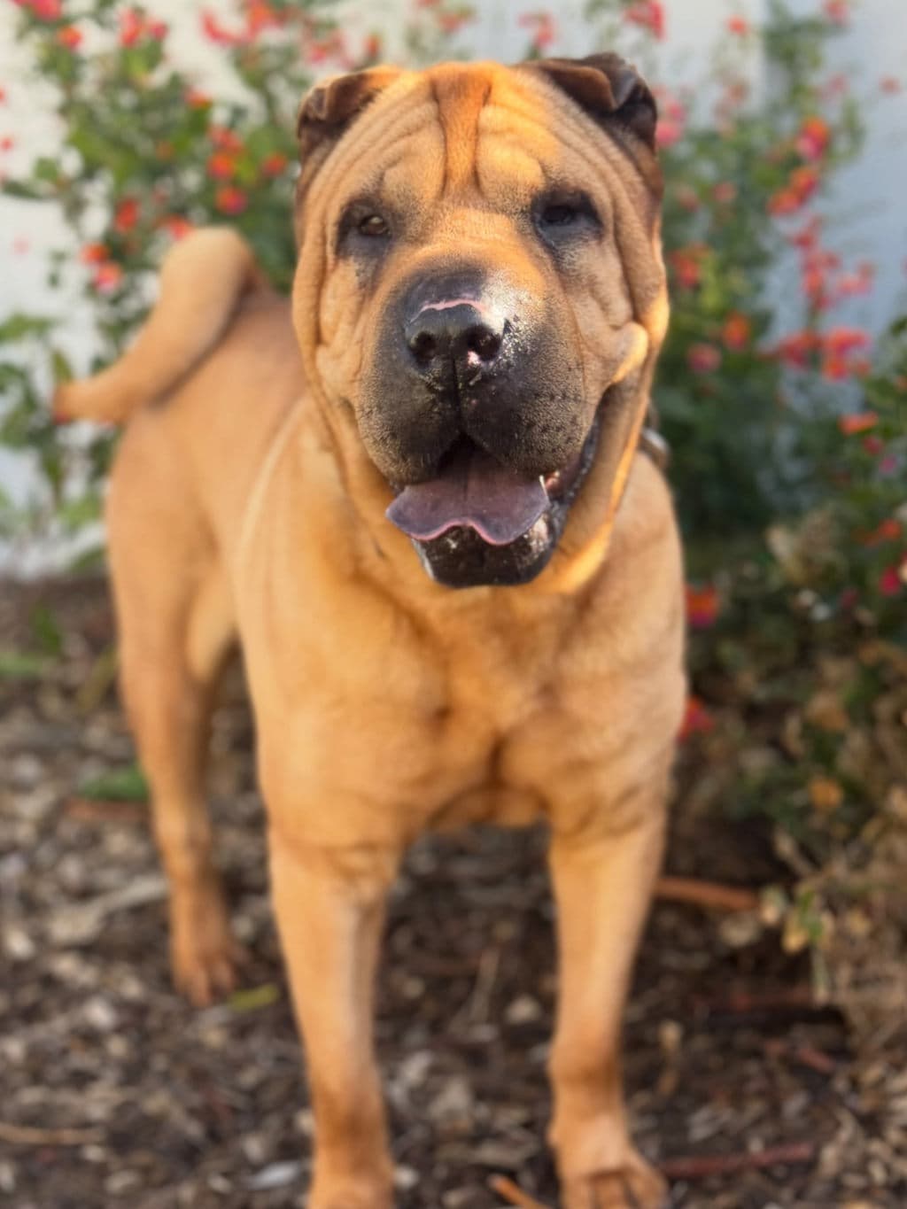 Kiki - Shar Pei available for adoption at Dogs' Refuge Home in Perth