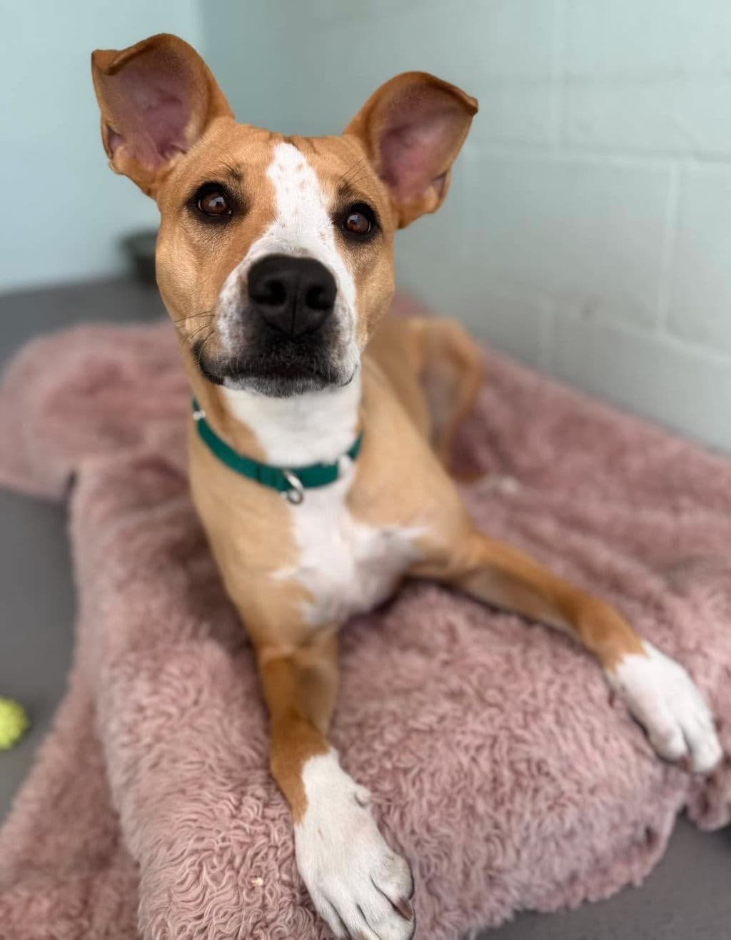 Willow - Medium Mixed Breed available for adoption at Dogs' Refuge Home in Perth