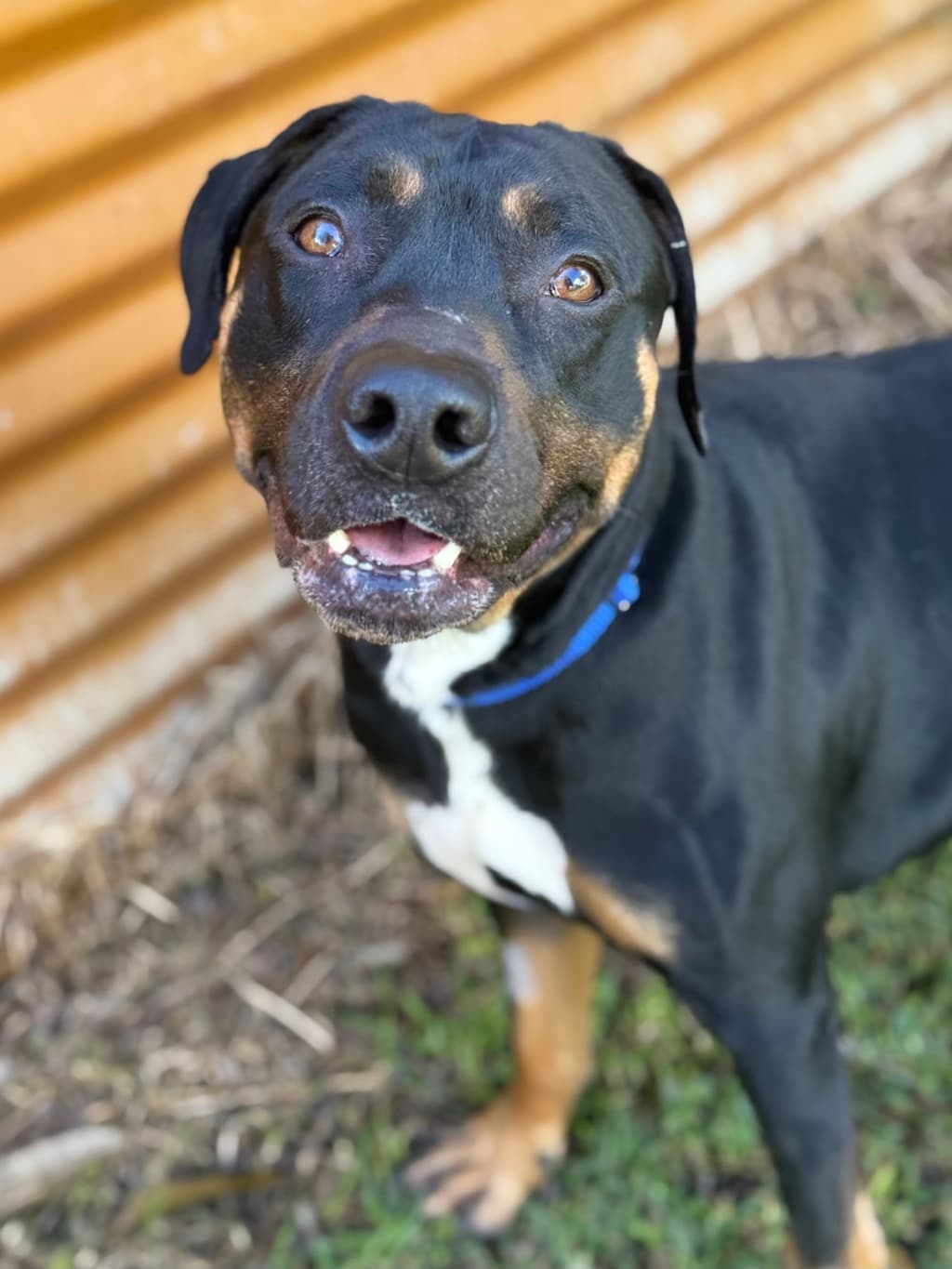 Knox - Bull Arab available for adoption at Dogs' Refuge Home in Perth