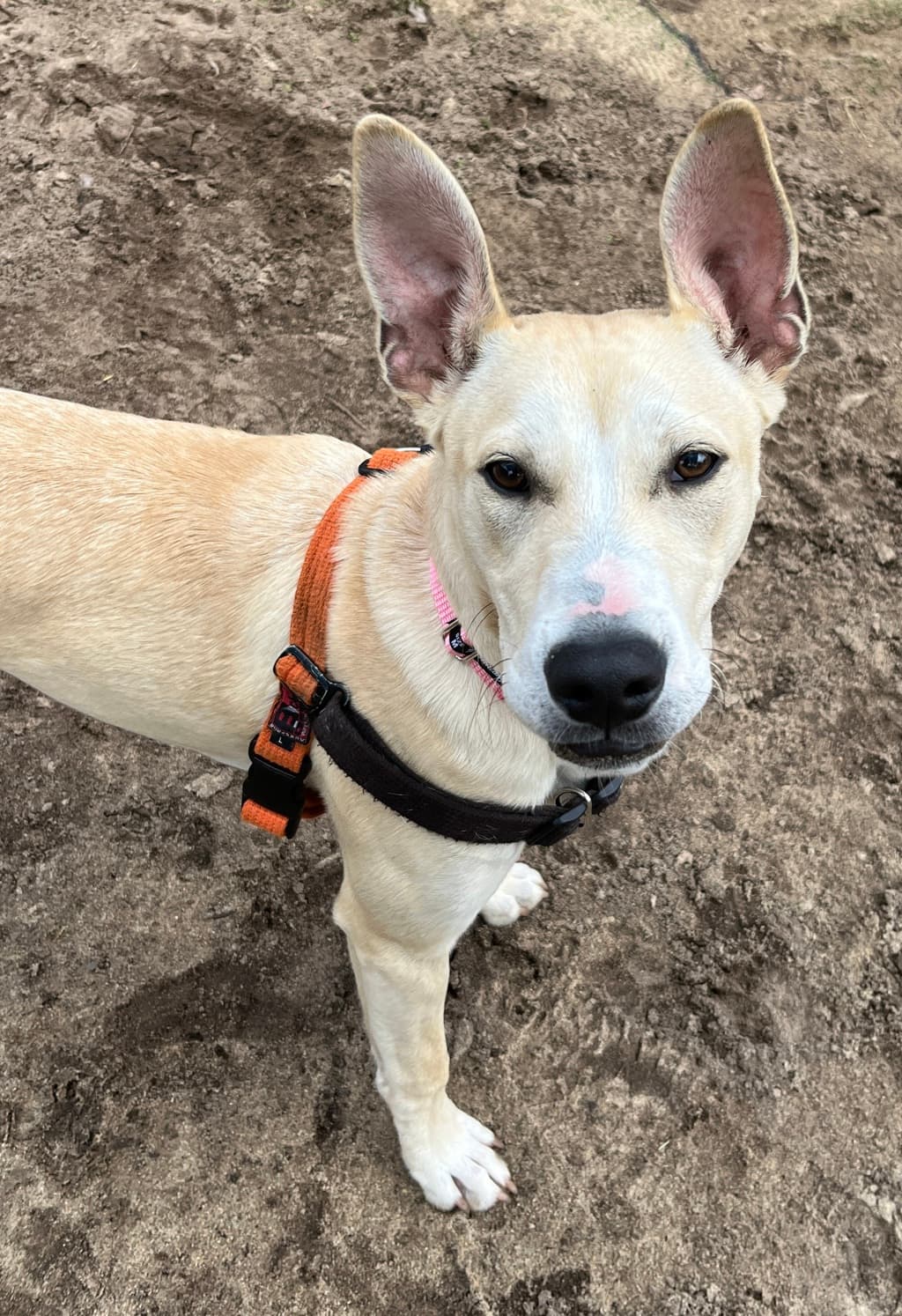 Kyra - Medium Mixed Breed available for adoption at Dogs' Refuge Home in Perth