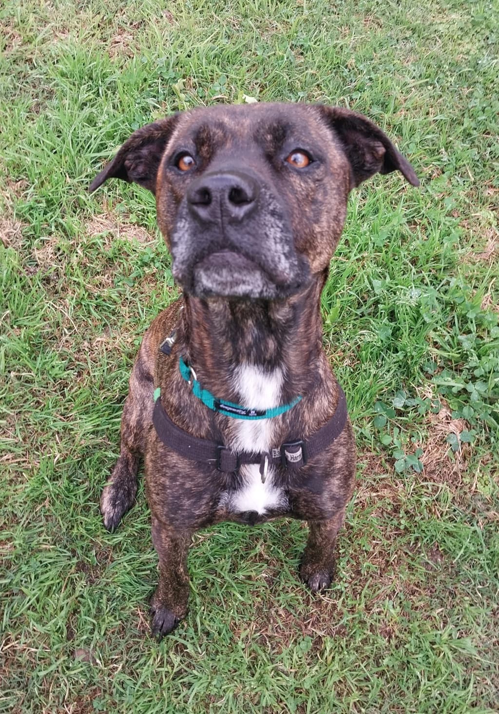 Zuri - Large Mixed Breed available for adoption at Dogs' Refuge Home in Perth
