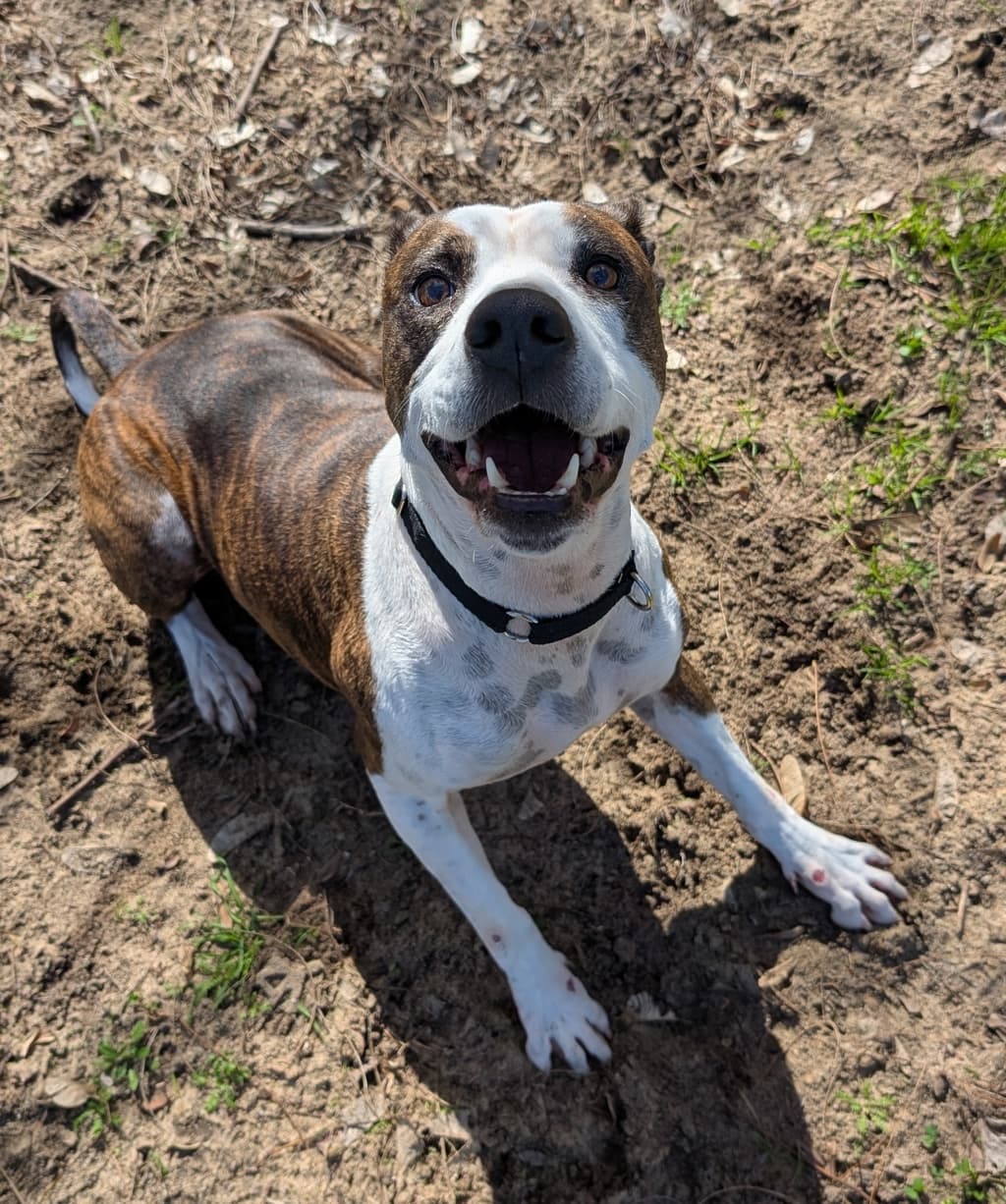 Molly - Large Mixed Breed available for adoption at Dogs' Refuge Home in Perth