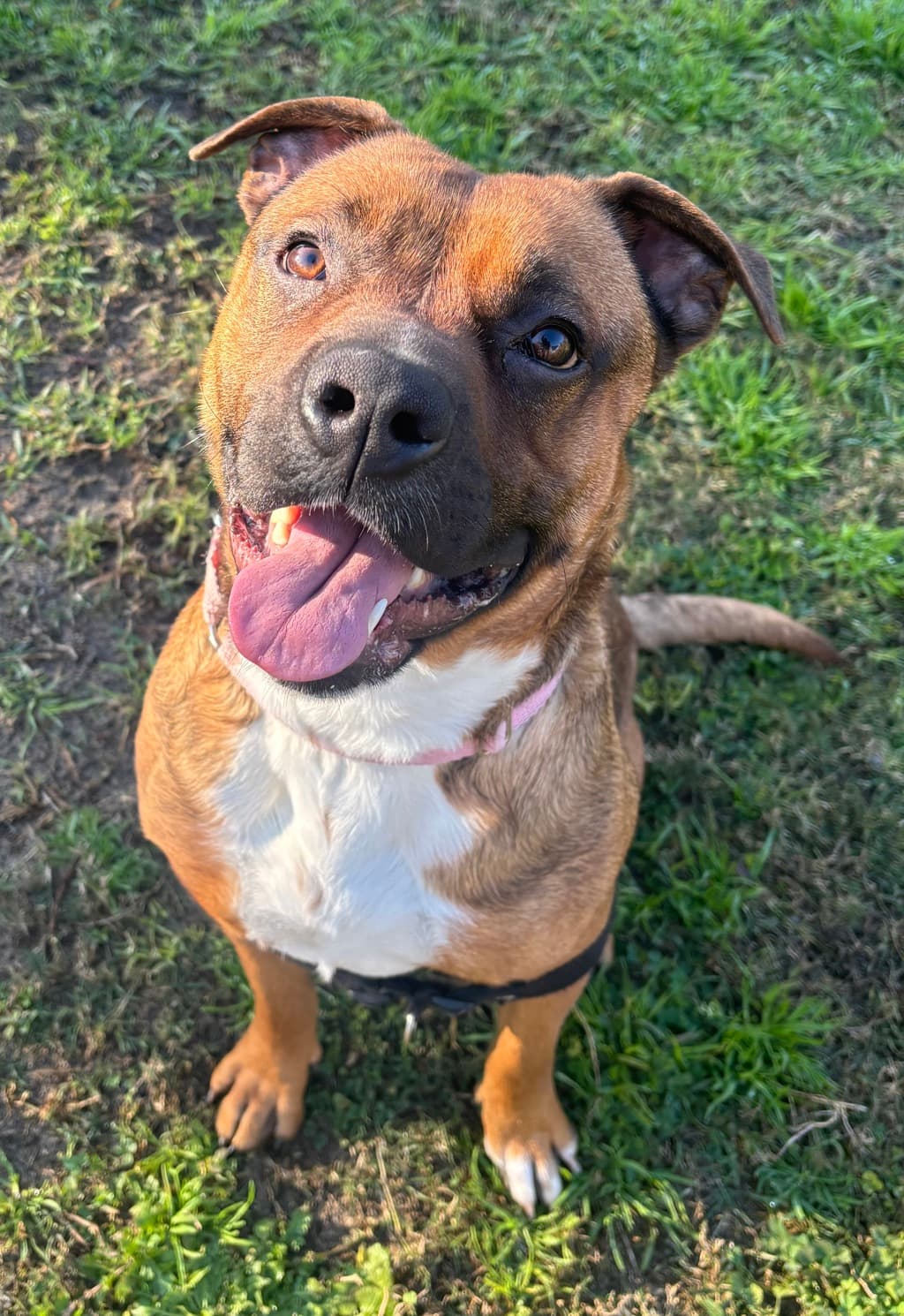 Milly-Moo - Staffordshire Bull Terrier available for adoption at Dogs' Refuge Home in Perth