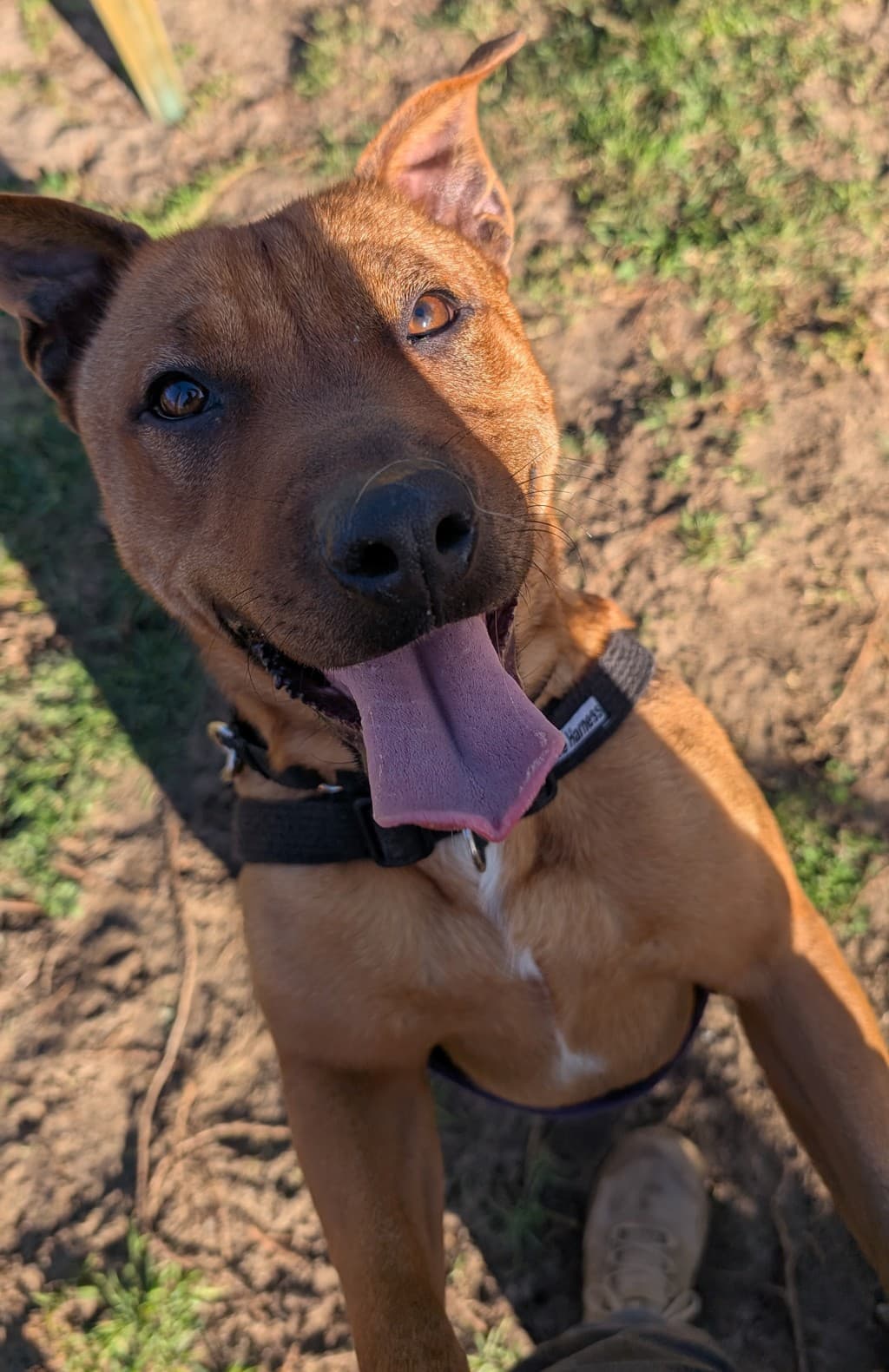 Tidda - Staffordshire Bull Terrier available for adoption at Dogs' Refuge Home in Perth