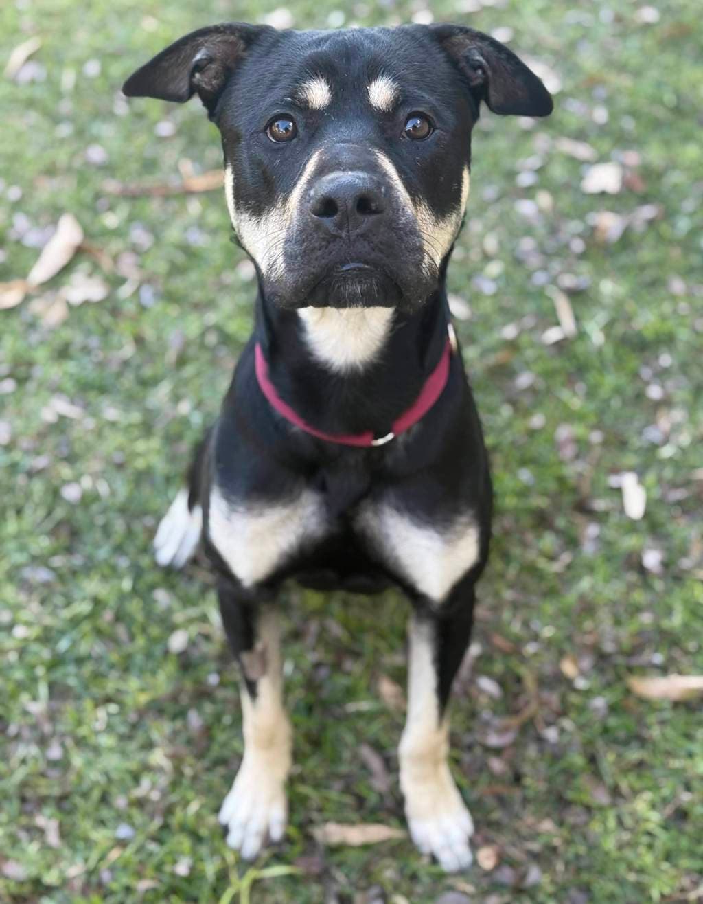 Clive - Rottweiler available for adoption at Dogs' Refuge Home in Perth