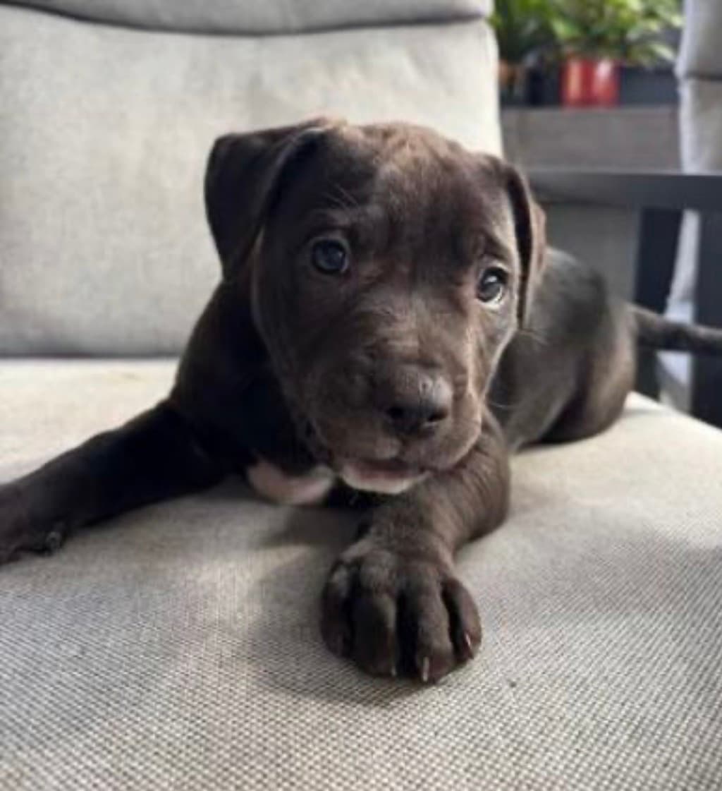 Eeyore - Large Mixed Breed available for adoption at Dogs' Refuge Home in Perth