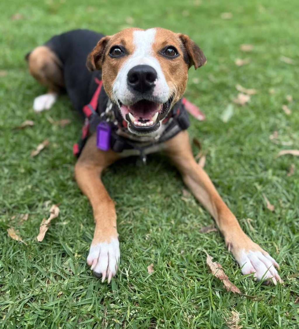 Missy - Beagle available for adoption at Dogs' Refuge Home in Perth