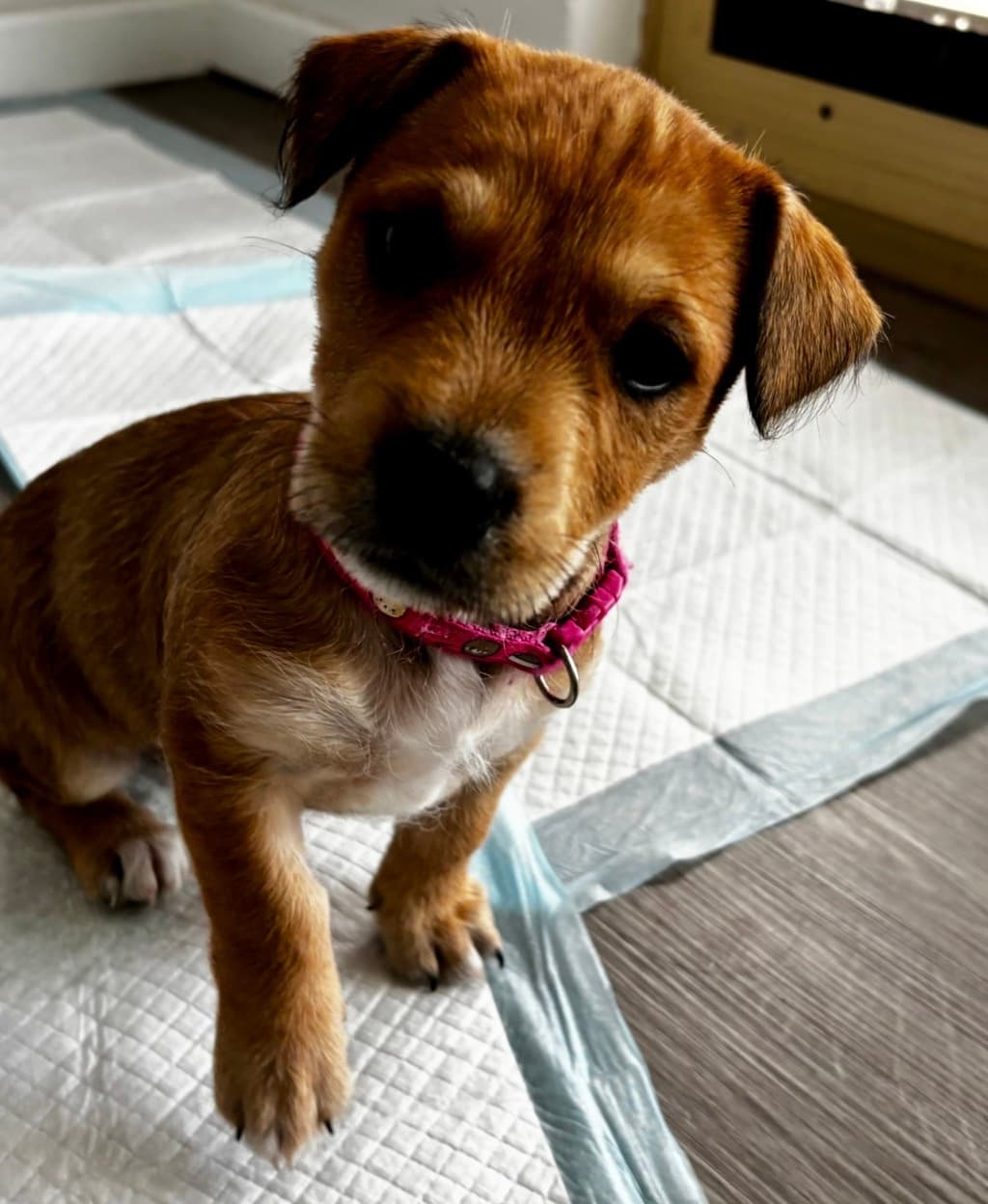Bishop - Beagle available for adoption at Dogs' Refuge Home in Perth