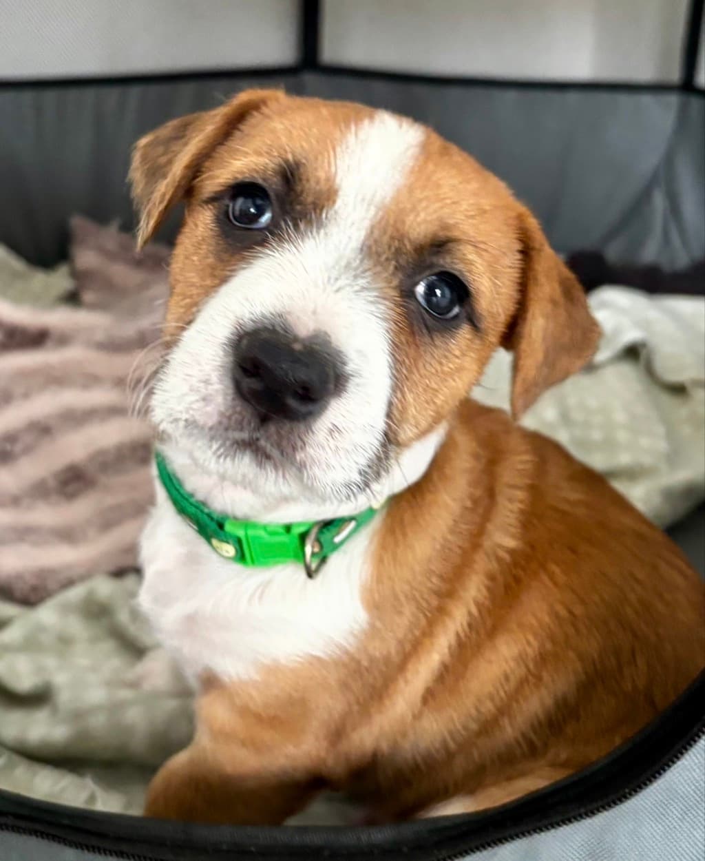 Knight - Beagle available for adoption at Dogs' Refuge Home in Perth