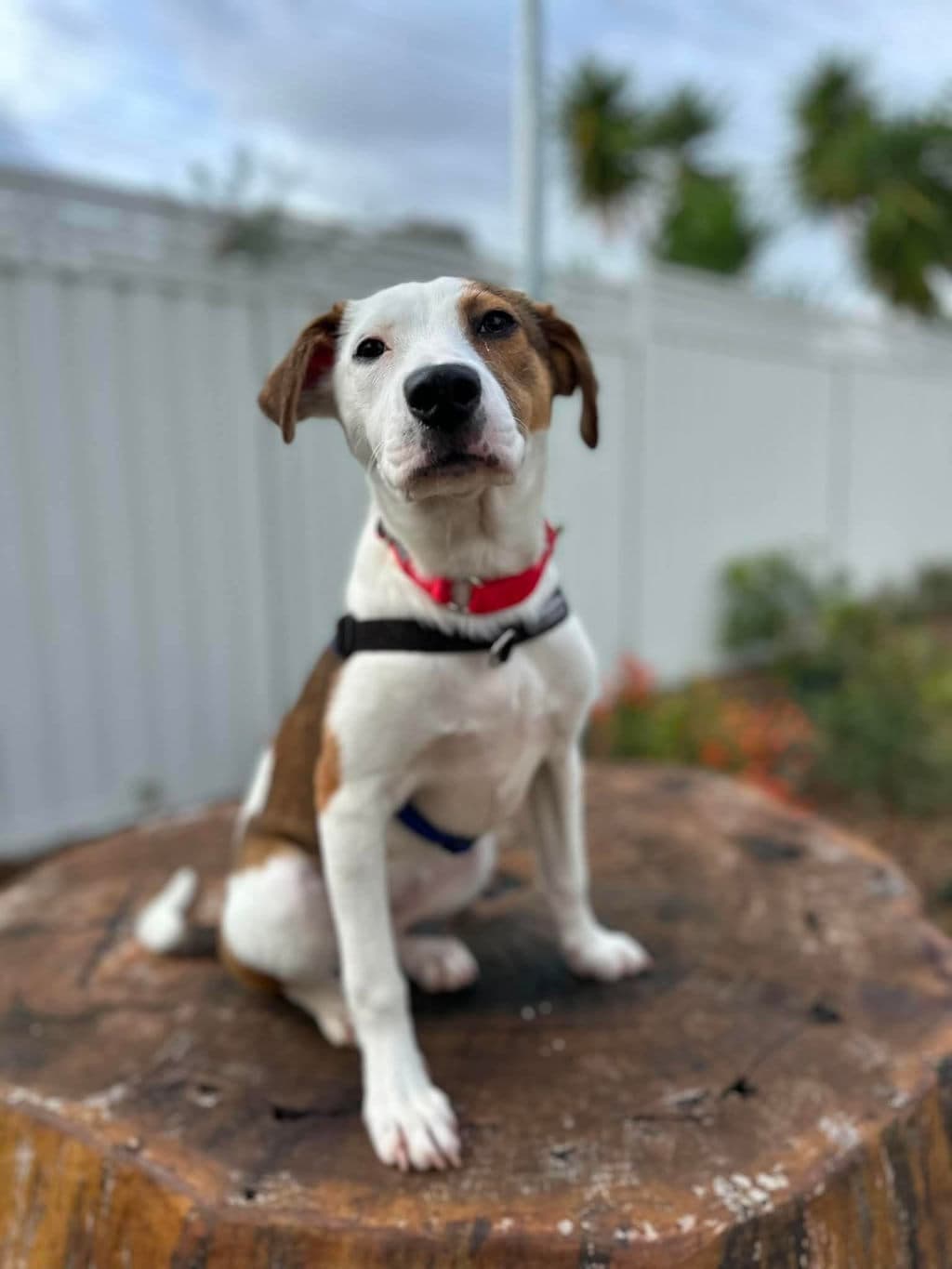Monkey - Small Mixed Breed available for adoption at Dogs' Refuge Home in Perth