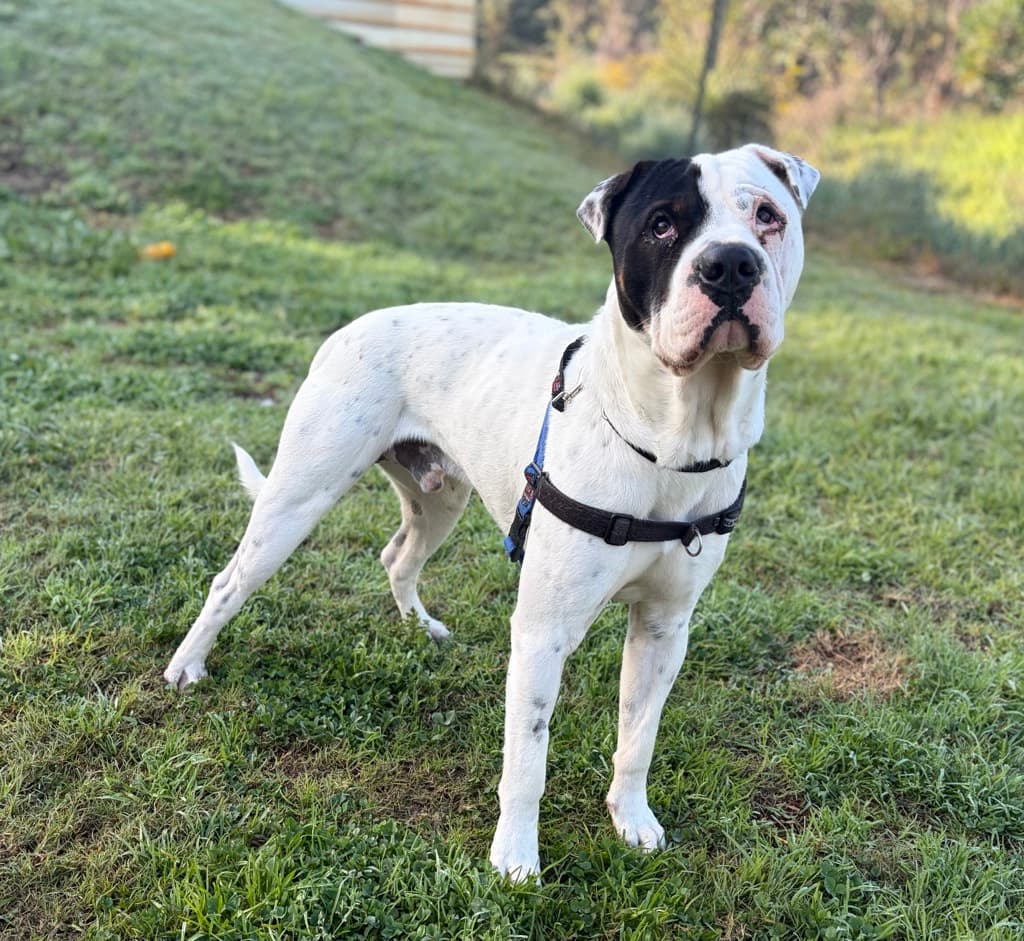 Prince - Large Mixed Breed available for adoption at Dogs' Refuge Home in Perth