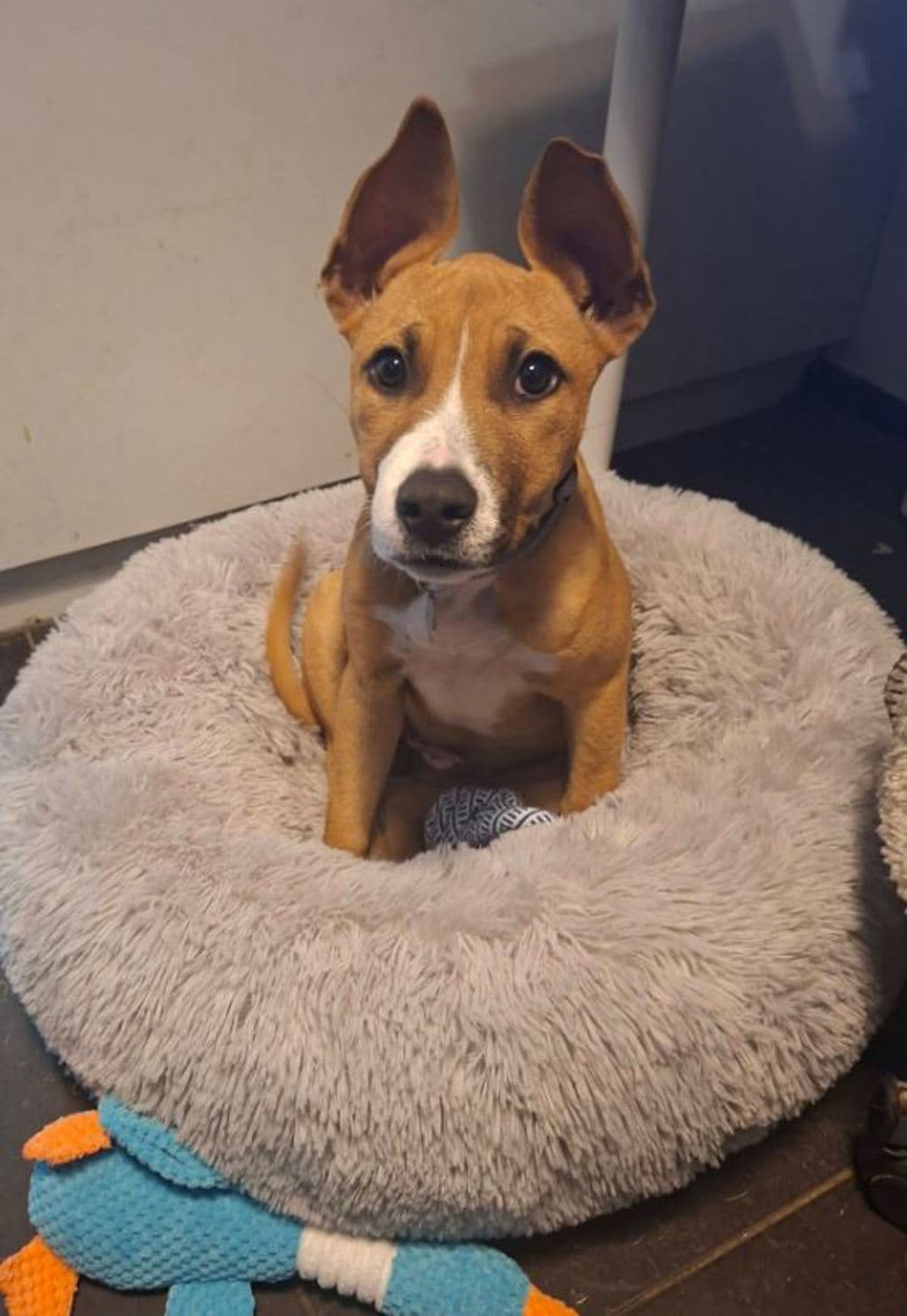 Cleo P - Medium Mixed Breed available for adoption at Dogs' Refuge Home in Perth