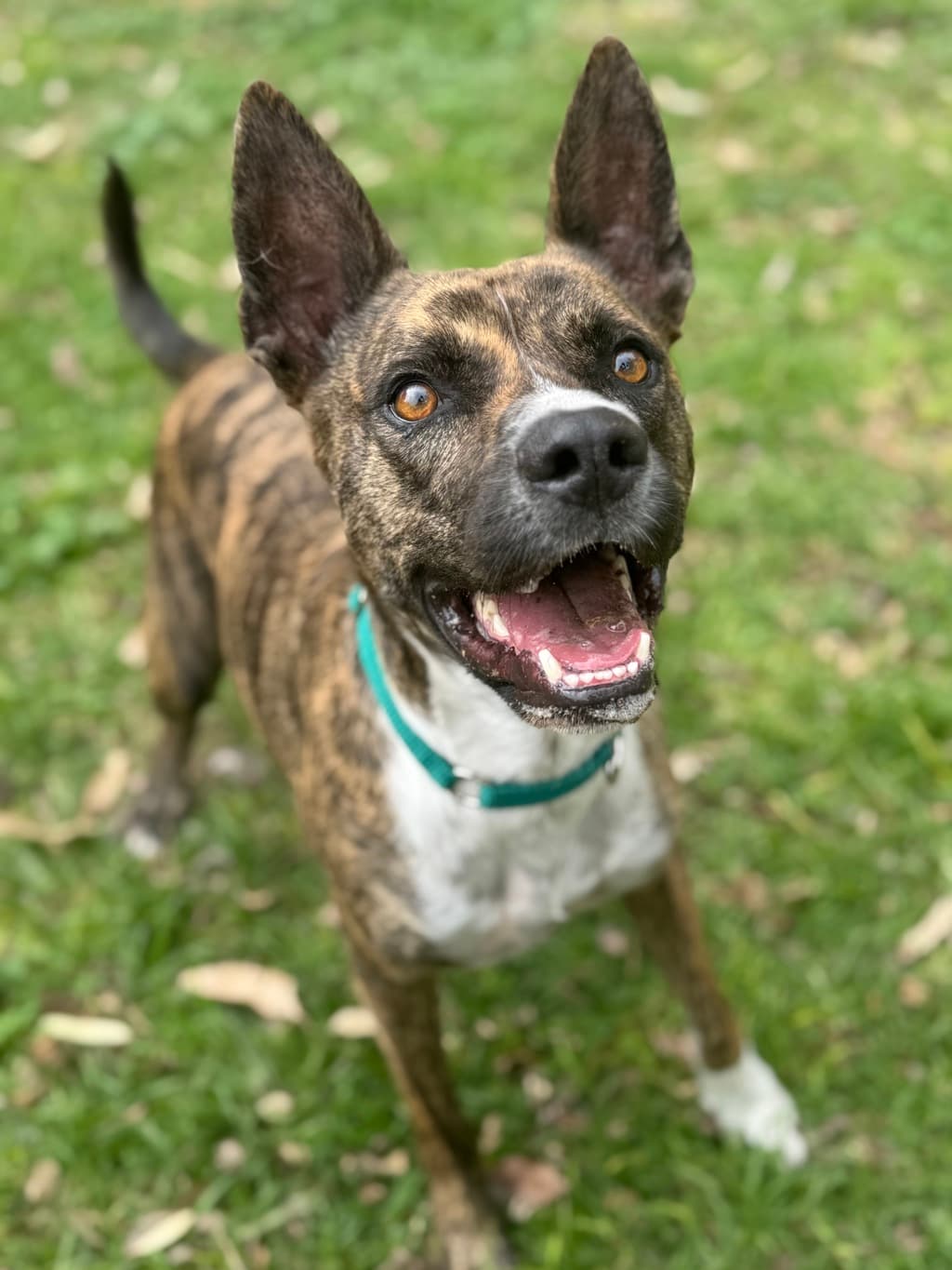 Boy - Kelpie available for adoption at Dogs' Refuge Home in Perth