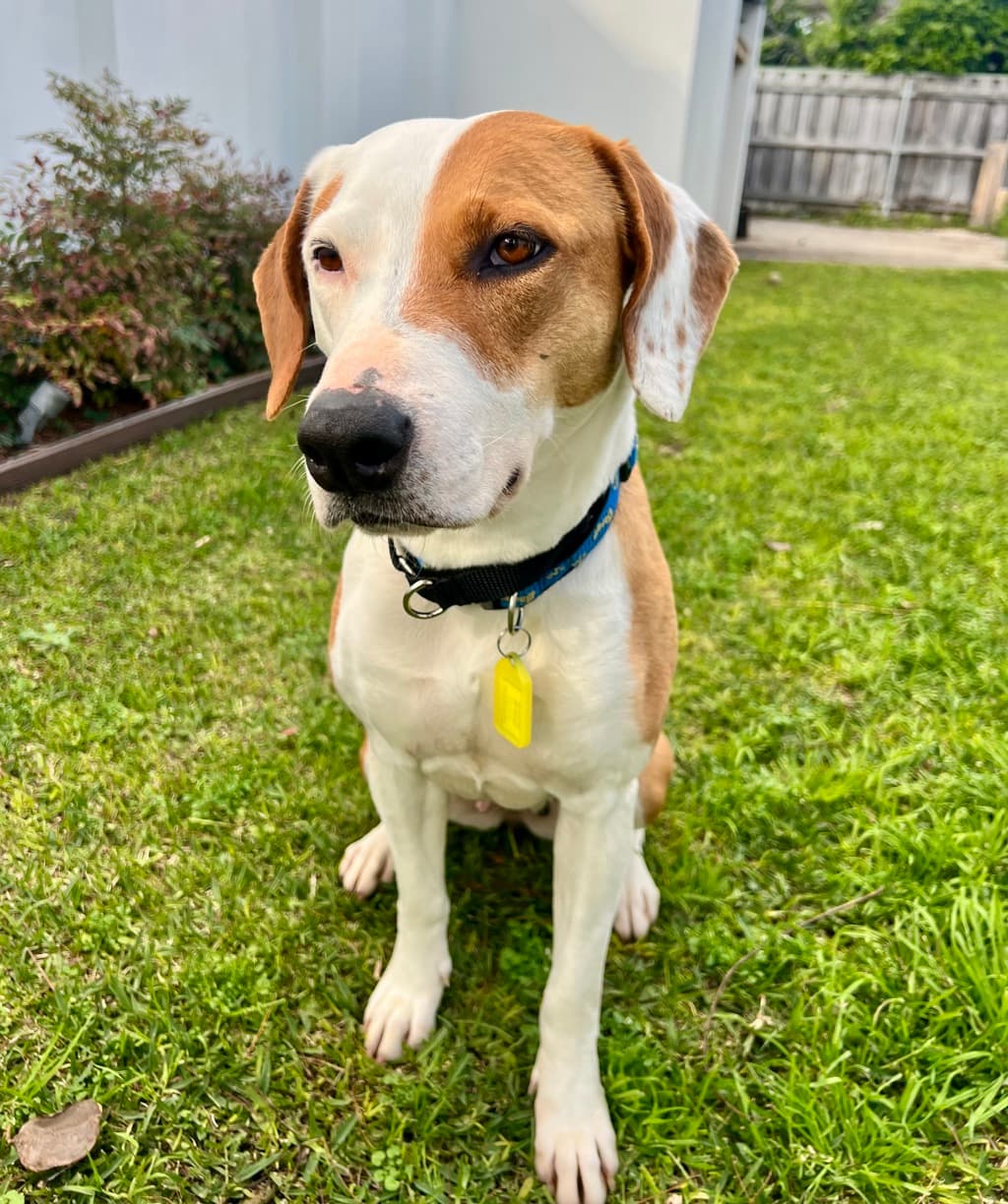 Lucy - Kelpie available for adoption at Dogs' Refuge Home in Perth