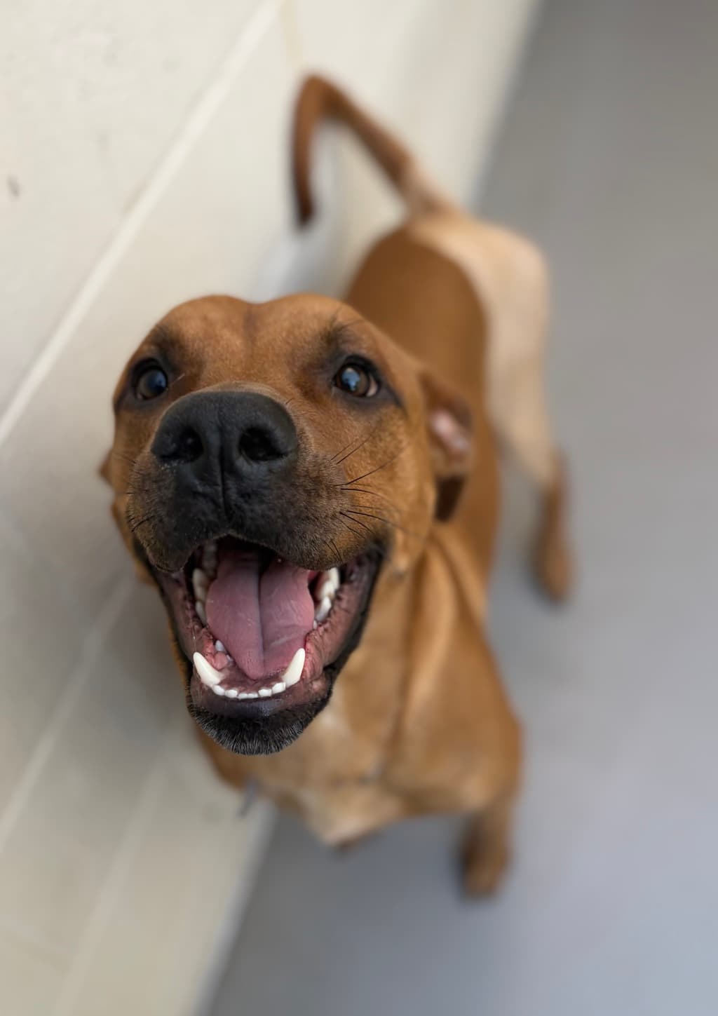 Winston - Medium Mixed Breed available for adoption at Dogs' Refuge Home in Perth