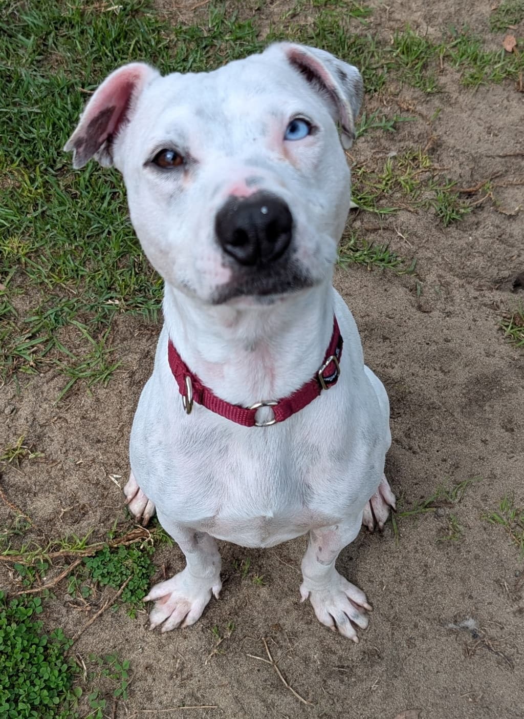 Amelia - Staffy available for adoption at Dogs' Refuge Home in Perth