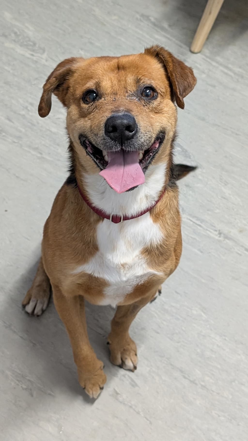 Elliot - Medium Mixed Breed available for adoption at Dogs' Refuge Home in Perth