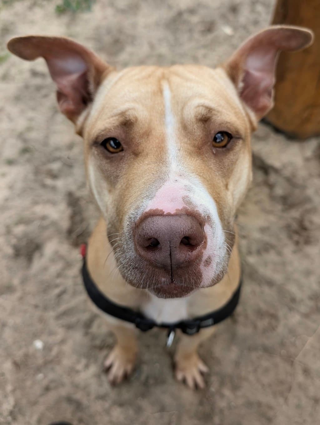 Mina - American Staffordshire Bull Terrier available for adoption at Dogs' Refuge Home in Perth