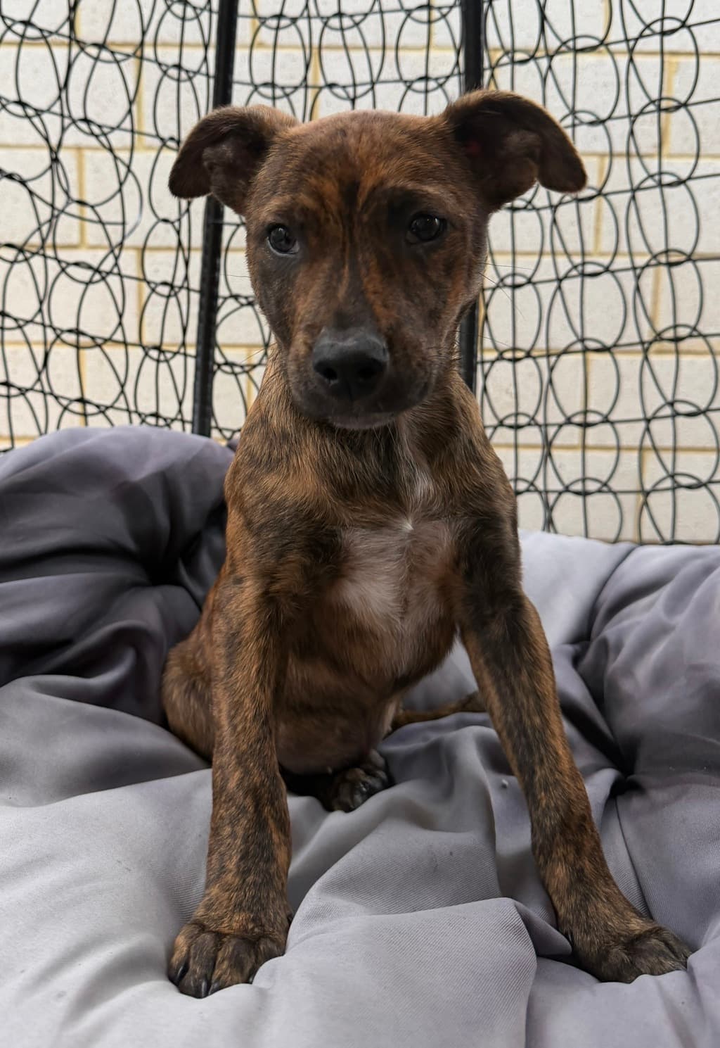Meatball - Medium Mixed Breed available for adoption at Dogs' Refuge Home in Perth