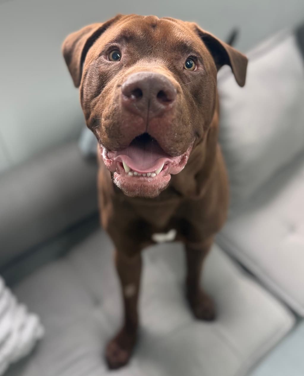 Fulla - Large Mixed Breed available for adoption at Dogs' Refuge Home in Perth