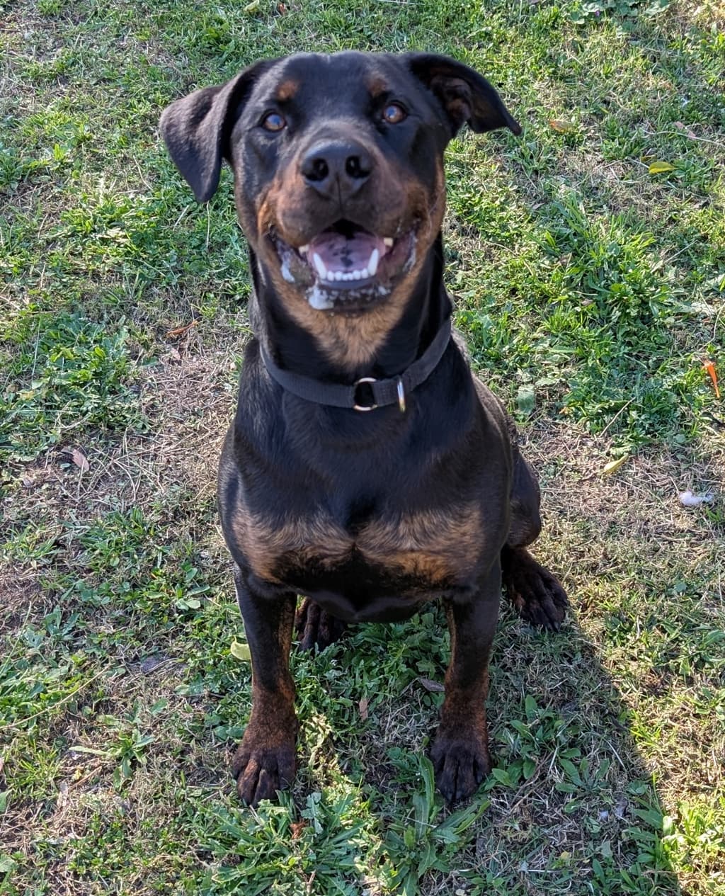 Jagger - Dobermann available for adoption at Dogs' Refuge Home in Perth