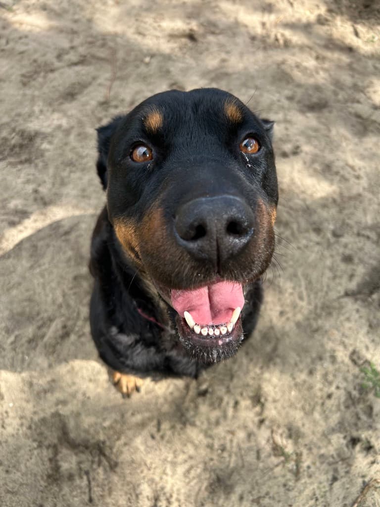 Cleo - Rottweiler available for adoption at Dogs' Refuge Home in Perth