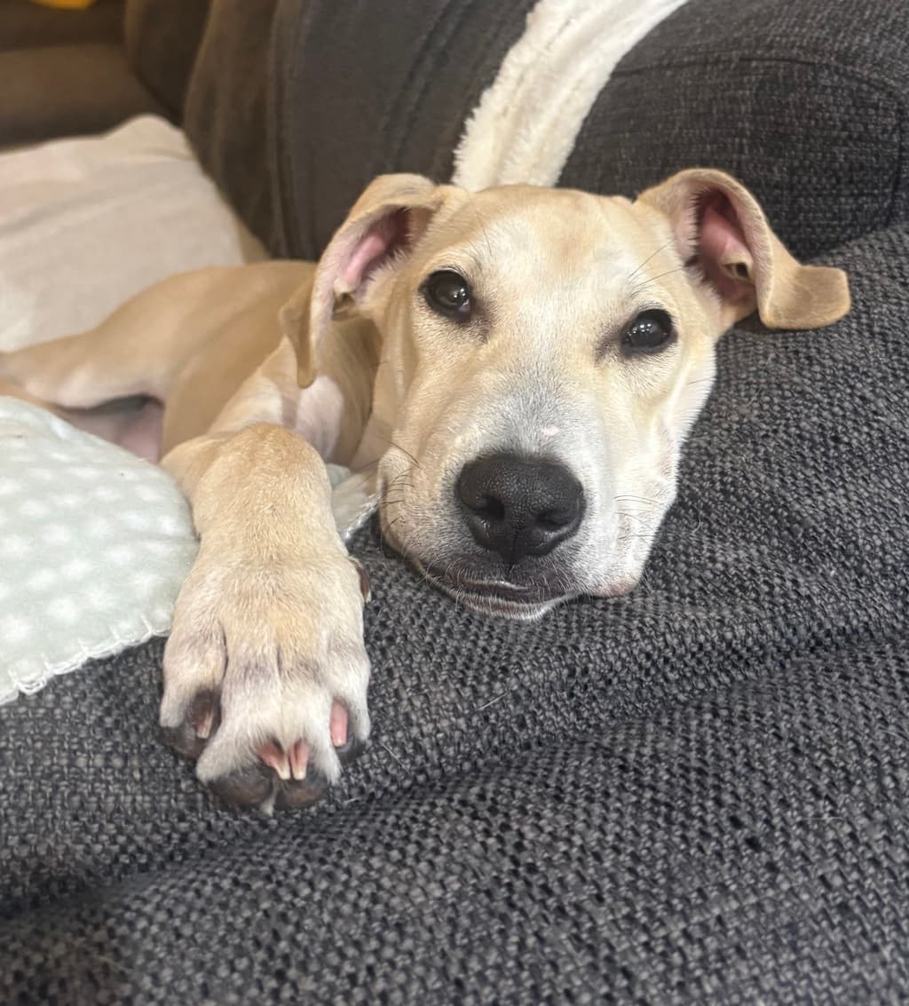 Rolf - Staghound available for adoption at Dogs' Refuge Home in Perth