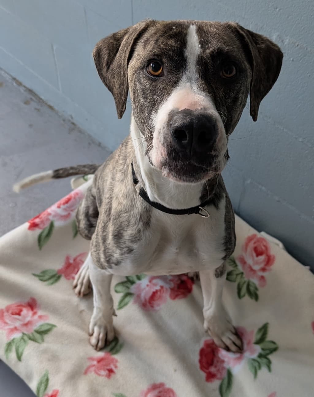 Drake - Bull Arab available for adoption at Dogs' Refuge Home in Perth