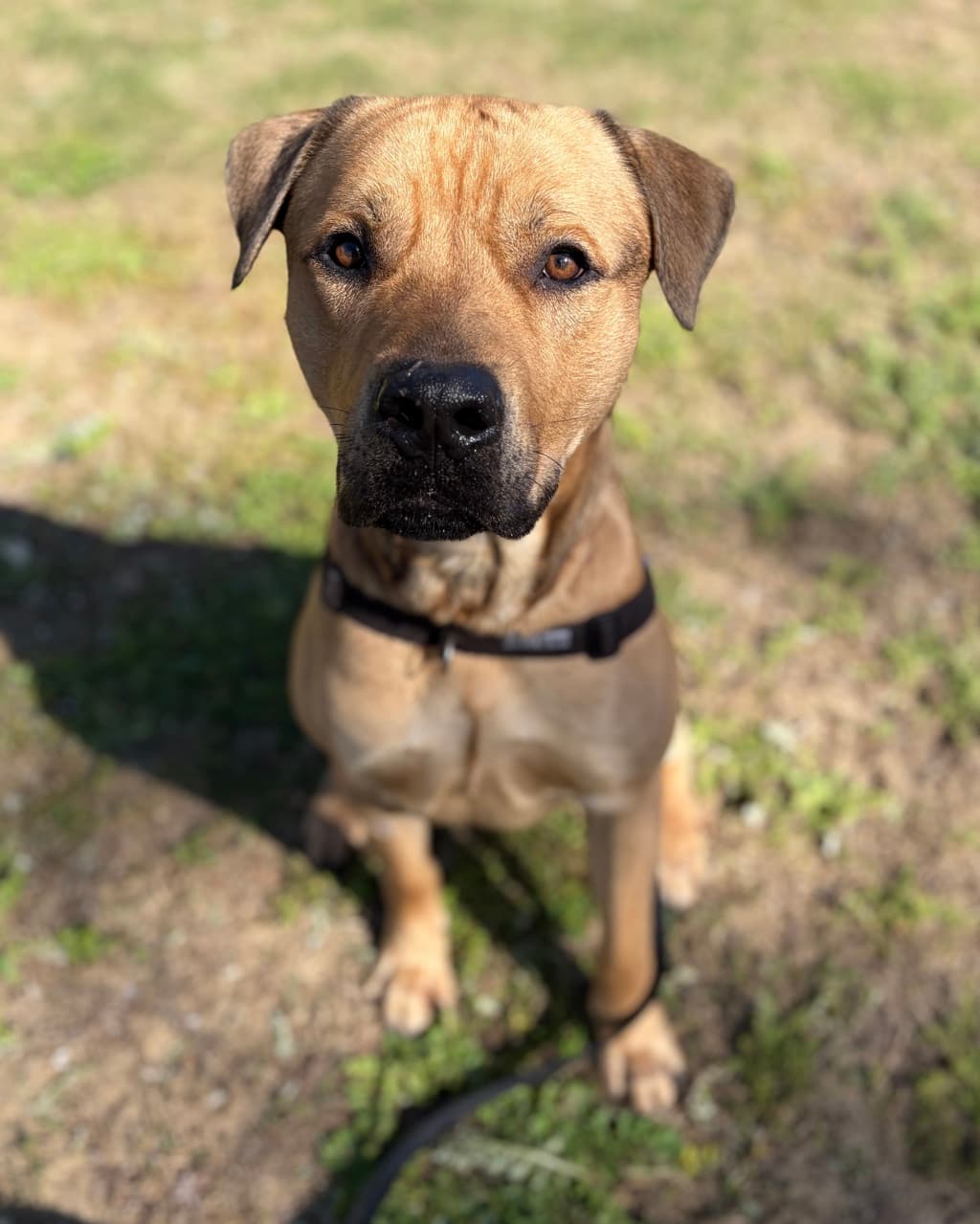 Rumba - Mastiff available for adoption at Dogs' Refuge Home in Perth