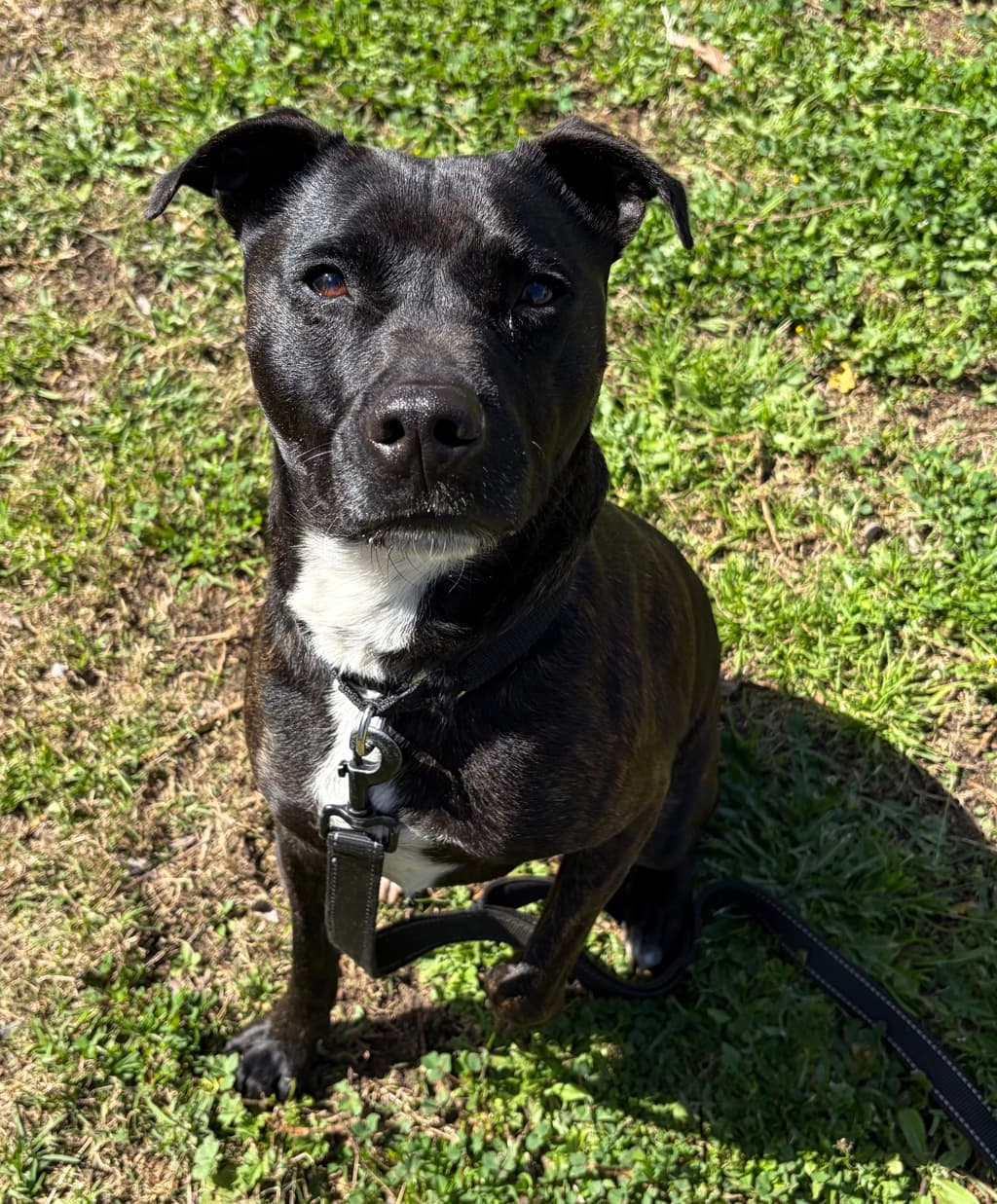 Cole - American Staffordshire Bull Terrier available for adoption at Dogs' Refuge Home in Perth