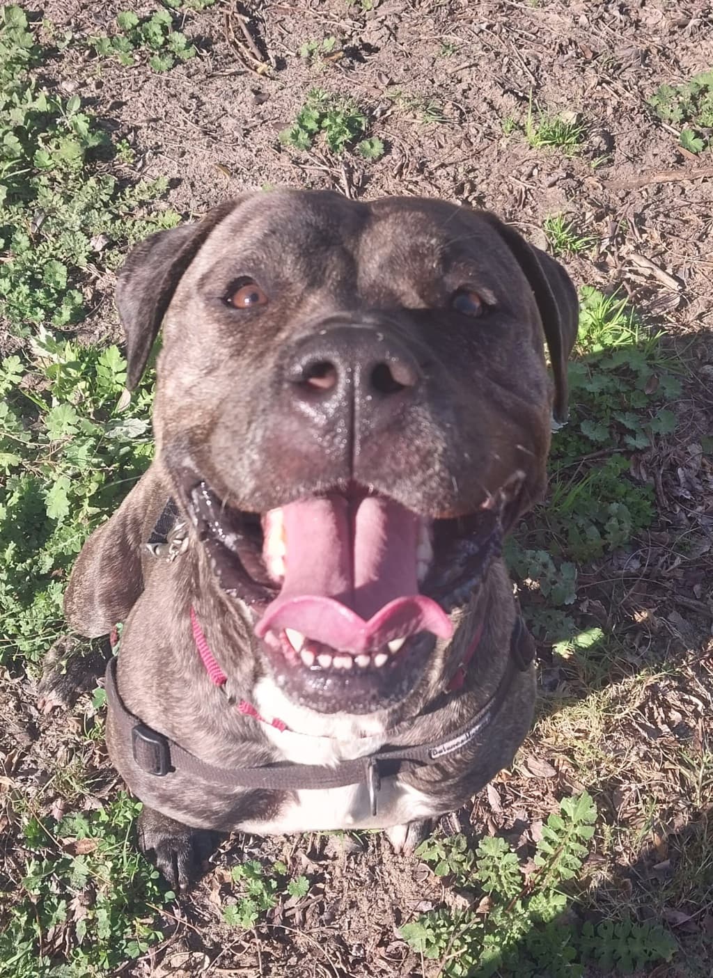 Tilly - Mastiff available for adoption in Perth