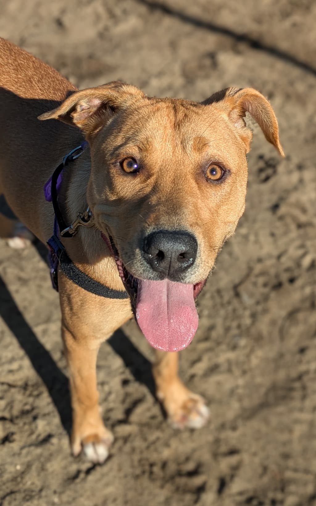 Rusty - Medium Mixed Breed available for adoption at Dogs' Refuge Home in Perth