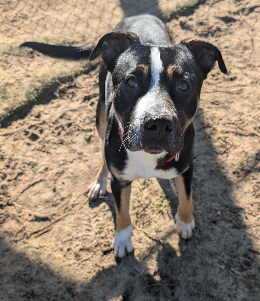 Banjo - Medium Mixed Breed available for adoption in Perth