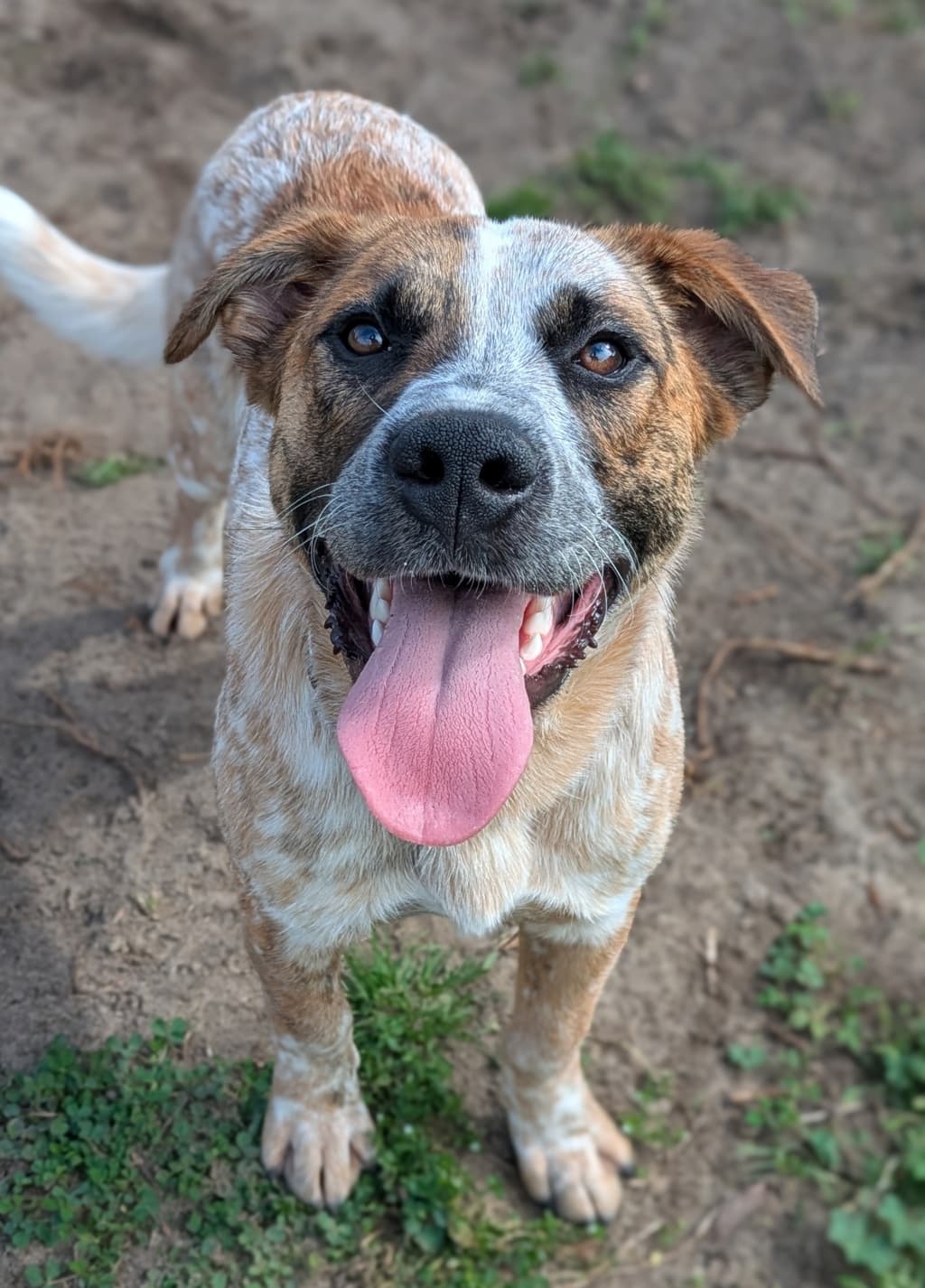 Cody - Heeler available for adoption at Dogs' Refuge Home in Perth