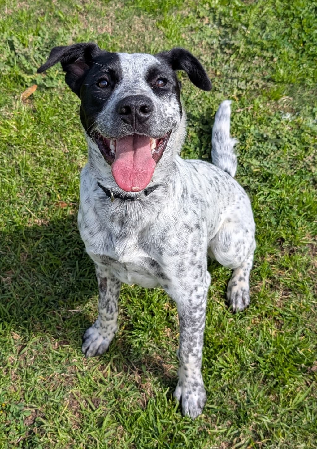 Oscar - Heeler available for adoption at Dogs' Refuge Home in Perth