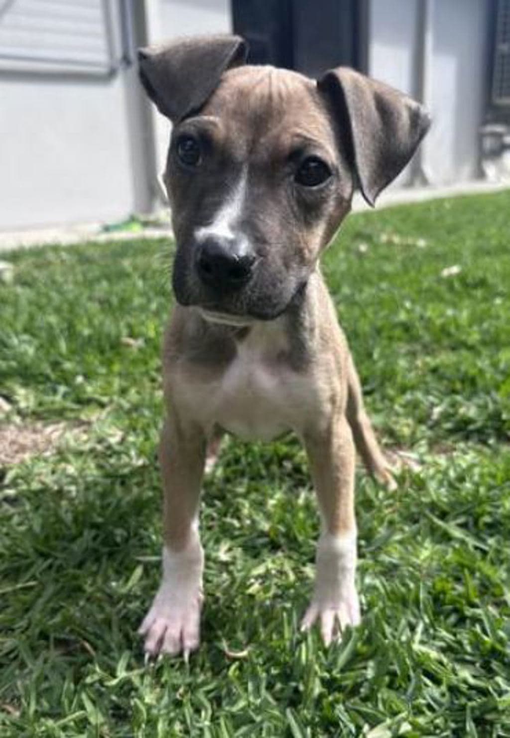 Cc - Bull Arab available for adoption in Perth