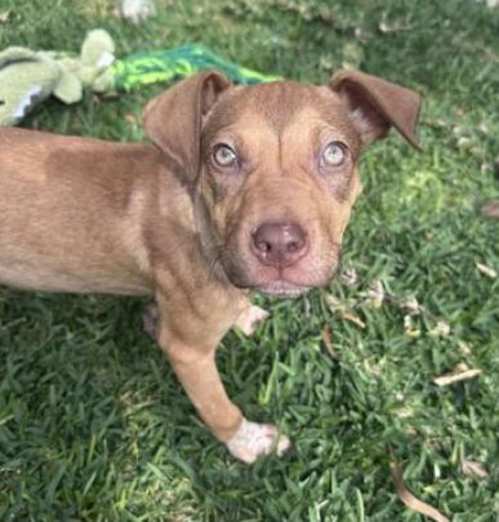 Carrot - Bull Arab available for adoption at Dogs' Refuge Home in Perth