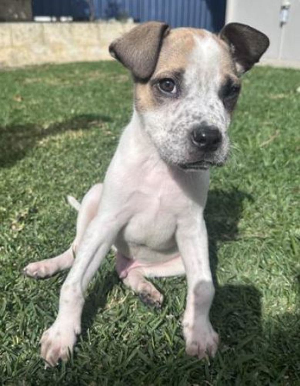 Boggly - Bull Arab available for adoption at Dogs' Refuge Home in Perth