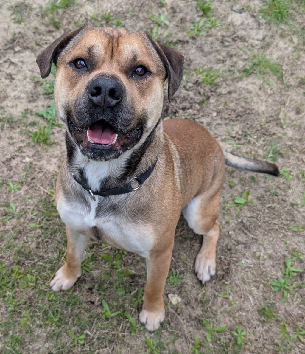 Kingston - Medium Mixed Breed available for adoption at Dogs' Refuge Home in Perth