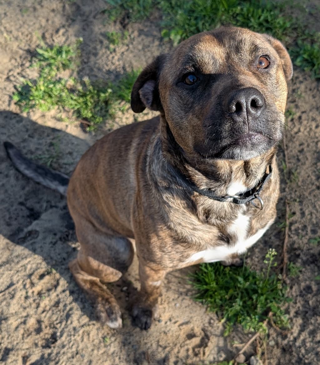 Jetson - Medium Mixed Breed available for adoption at Dogs' Refuge Home in Perth