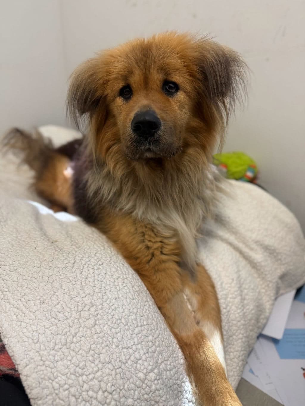 Gloria - Tibetan Mastiff available for adoption at Dogs' Refuge Home in Perth