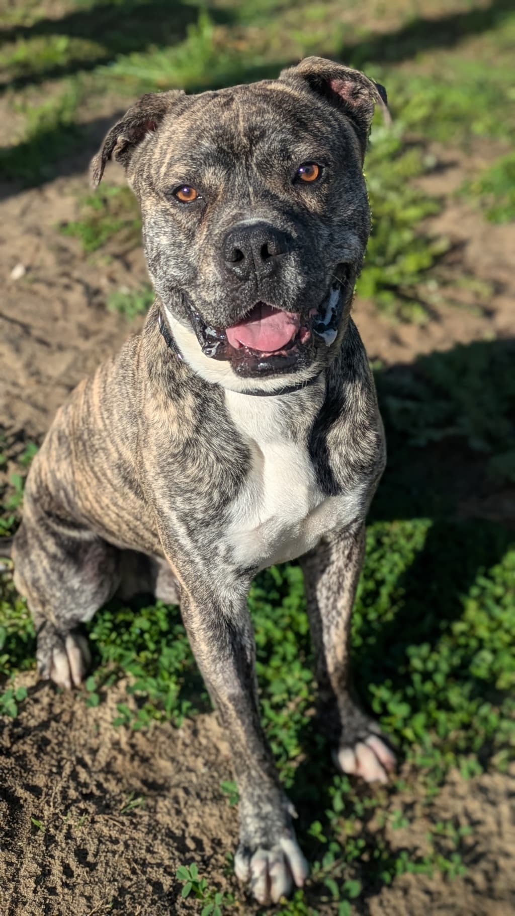 Sausage - Large Mixed Breed available for adoption at Dogs' Refuge Home in Perth