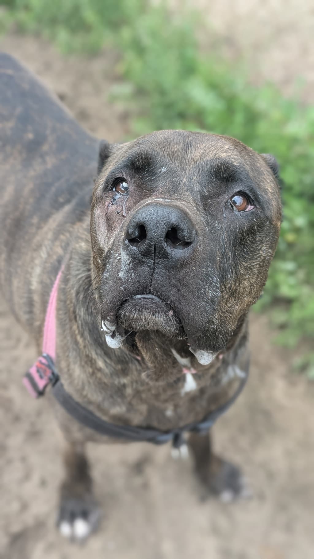 Rosie G - Mastiff available for adoption at Dogs' Refuge Home in Perth