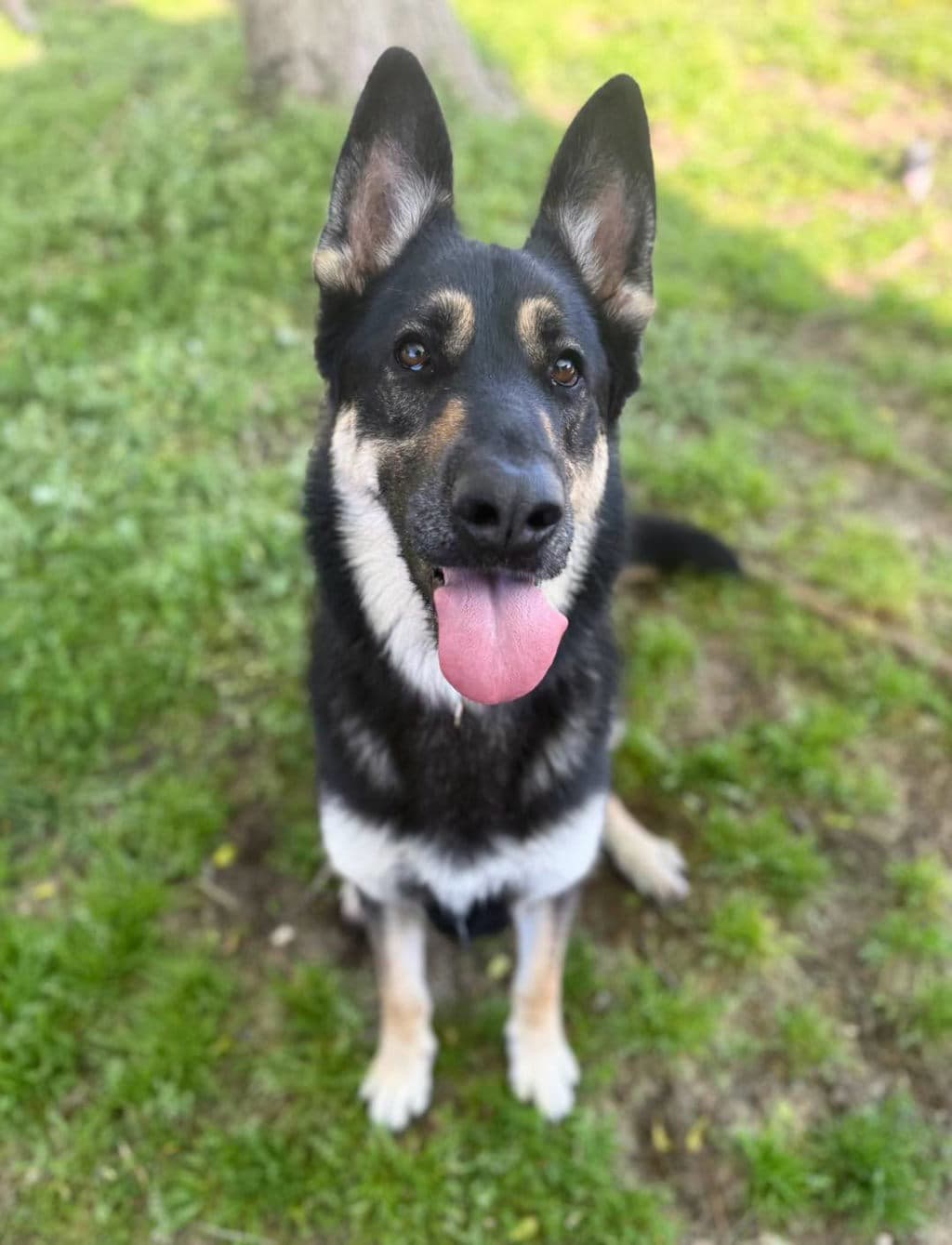 Miles - German Shepherd available for adoption at Dogs' Refuge Home in Perth