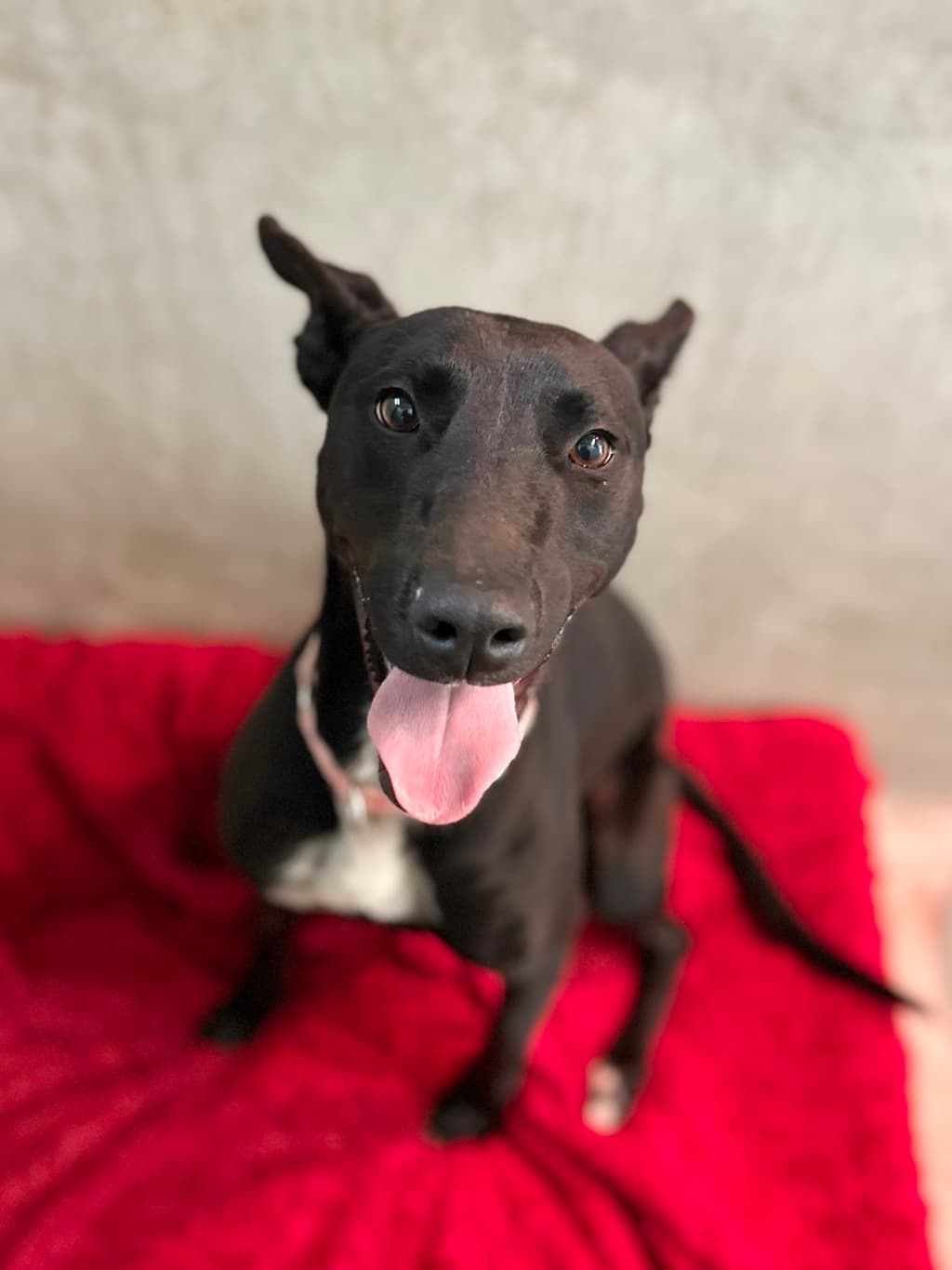 Dolly - Greyhound available for adoption at Dogs' Refuge Home in Perth