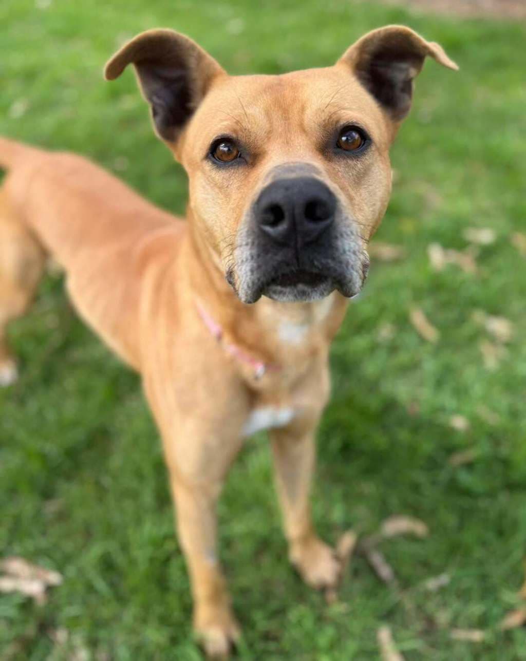 Parton - Large Mixed Breed available for adoption at Dogs' Refuge Home in Perth