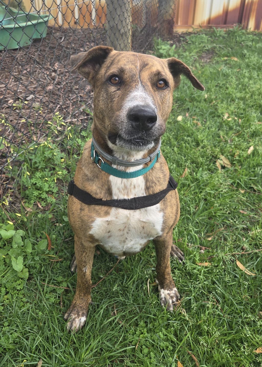 Dusty - Medium Mixed Breed available for adoption at Dogs' Refuge Home in Perth