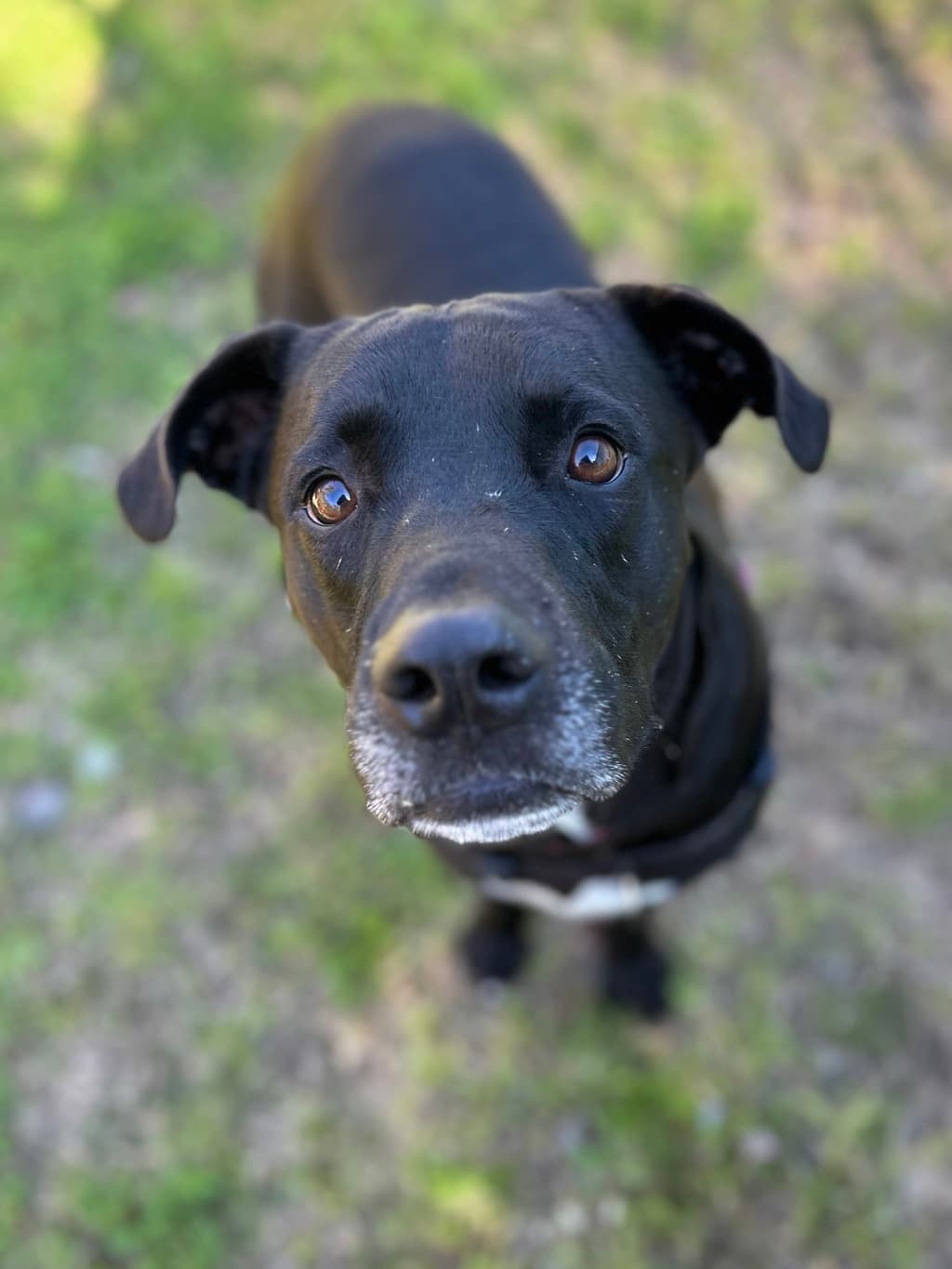 Henry - Boxer available for adoption at Dogs' Refuge Home in Perth