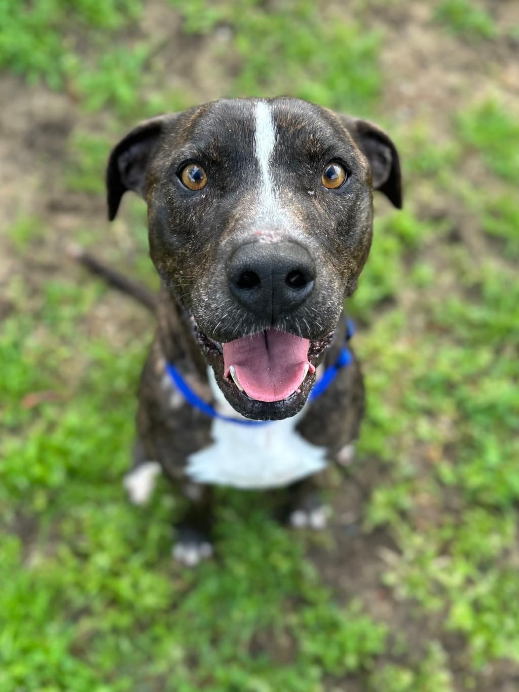 Bo - Large Mixed Breed available for adoption at Dogs' Refuge Home in Perth